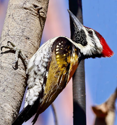 "vibrant Black-rumped Flameback (Dinopium benghalense) woodpecker perched on a tree, displaying its unusual black and yellow plumage, red crown, and stunning feather pattern on its back."