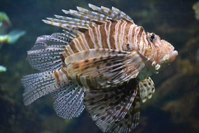 Zebra turkeyfish - Zebra lionfish - Dendrochirus zebra