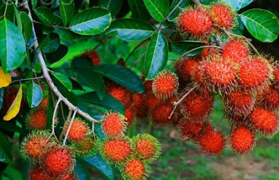 rambutan