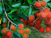 Manfaat Daun Rambutan Untuk Kesehatan