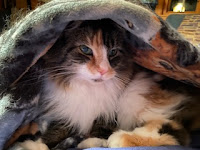 A calico cat under a fleece blanket
