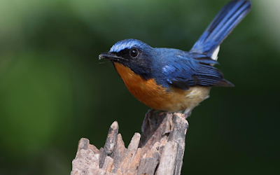 Suara Burung Tledekan