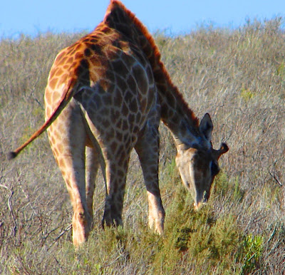 Giraffen, Zürafalar, Jirafas, girafes, kameelperde, gjirafat, Jirafak, giraffer, giraffes, Kaelkirjakud, kirahveja, καμηλοπαρδάλεις, gíraffa, žirafes, Žirafos, 