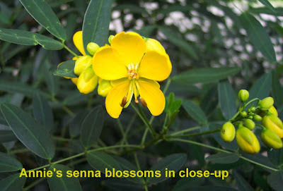 DivasoftheDirt, Senna blossom