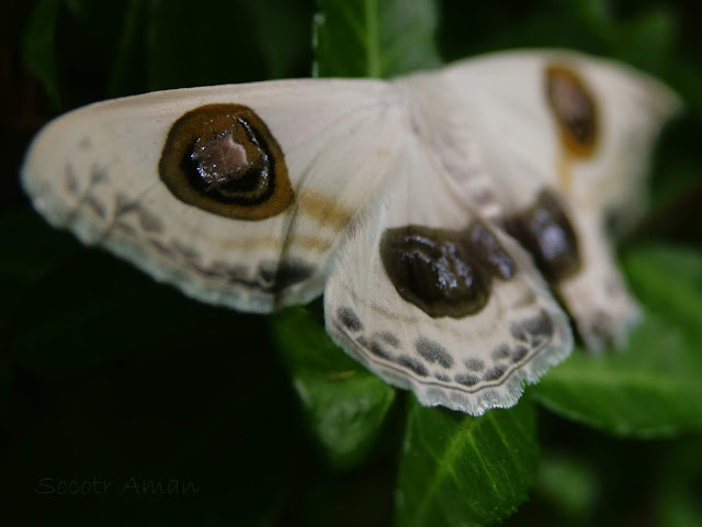 Problepsis albidior matsumurai