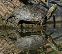 Galápago leproso (Mauremys leprosa)