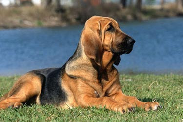 Bloodhound Best Dog