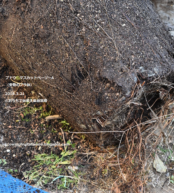 ブドウのマスカットベーリーAの植木鉢の植え替え作業の写真