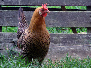 Hen