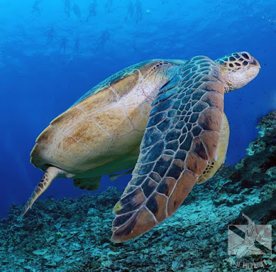 Turtle Gili Islands | Scuba Diving Indonesia