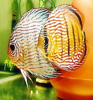 discus fish