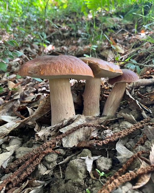 cepes du pays basque