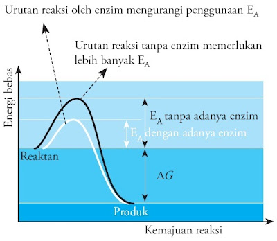  yang satu sanggup mengadakan reaksi dengan materi  Inilah Fungsi dan Cara Kerja Enzim (Lengkap)