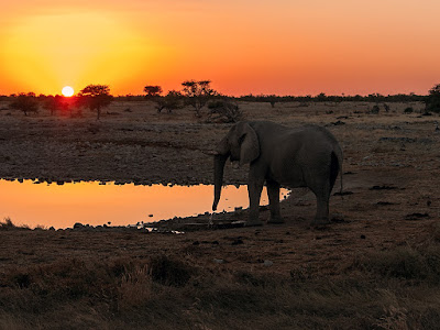 foto de elefantes en atardecer  