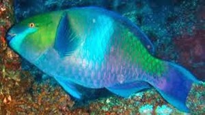 Amazing Pictures of Animals, Photo, Nature, Incredibel, Funny, Zoo, Parrotfish, Scaridae, Fish, Alex (11)