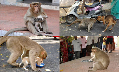 UNIK, ANAK ANJING INI DIGENDONG KEMANA-MANA OLEH SEEKOR MONYET