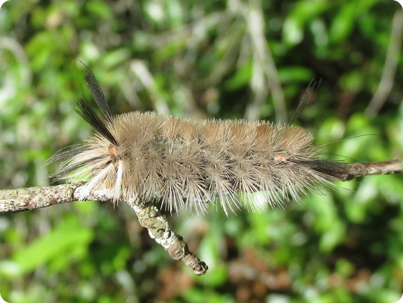 2- Banded Tussock Caterpillar, Halysidota tessellaris (2)