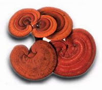 dxn mushroom ganoderma, reishi