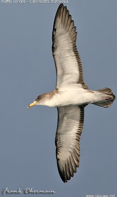 Procellaridae pardela grande Calonectris diomedea