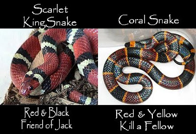 Scarlet Kingsnake Coral Snake