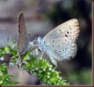 Zizeeria knysna