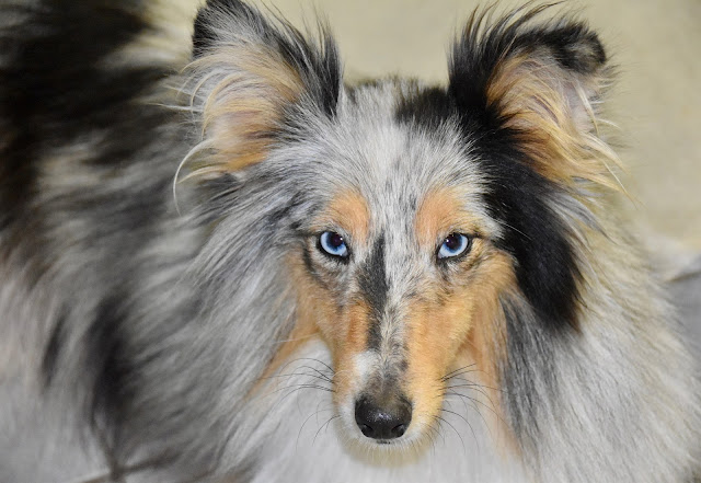 blue-eyed-dog-breeds