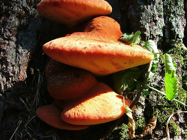 Fistulina hepatica