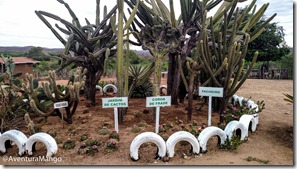 Jardim de cactos Jardim de cactos