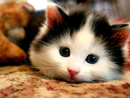 Anak Kucing Imut // Community Blog Topics - Bloggers - 