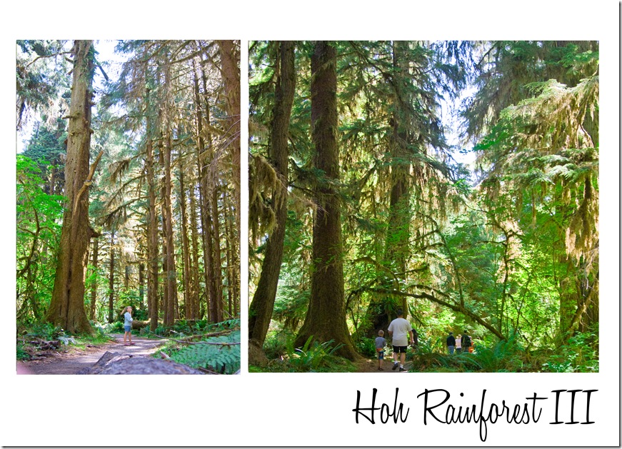 Hoh Rainforest 3
