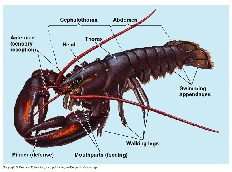 Artikel Powerpoint Arthropoda Dark Yomori Shimata