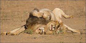 Three lion brothers hang out together