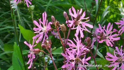 초여름 야생화 실레네 플로스-쿠쿨리(Silene flos-cuculi),가는동자꽃(Ragged robin)