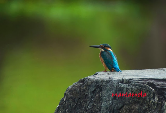 Common Kingfisher (Alcedo atthis)