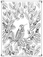 coloring pages adults bird printable