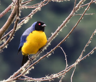 Hooded Mountain-Tanager