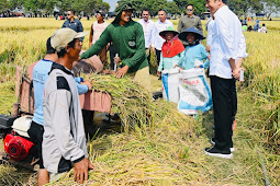 Panen Raya di Indramayu, Jokowi Pastikan Produksi Padi Baik 