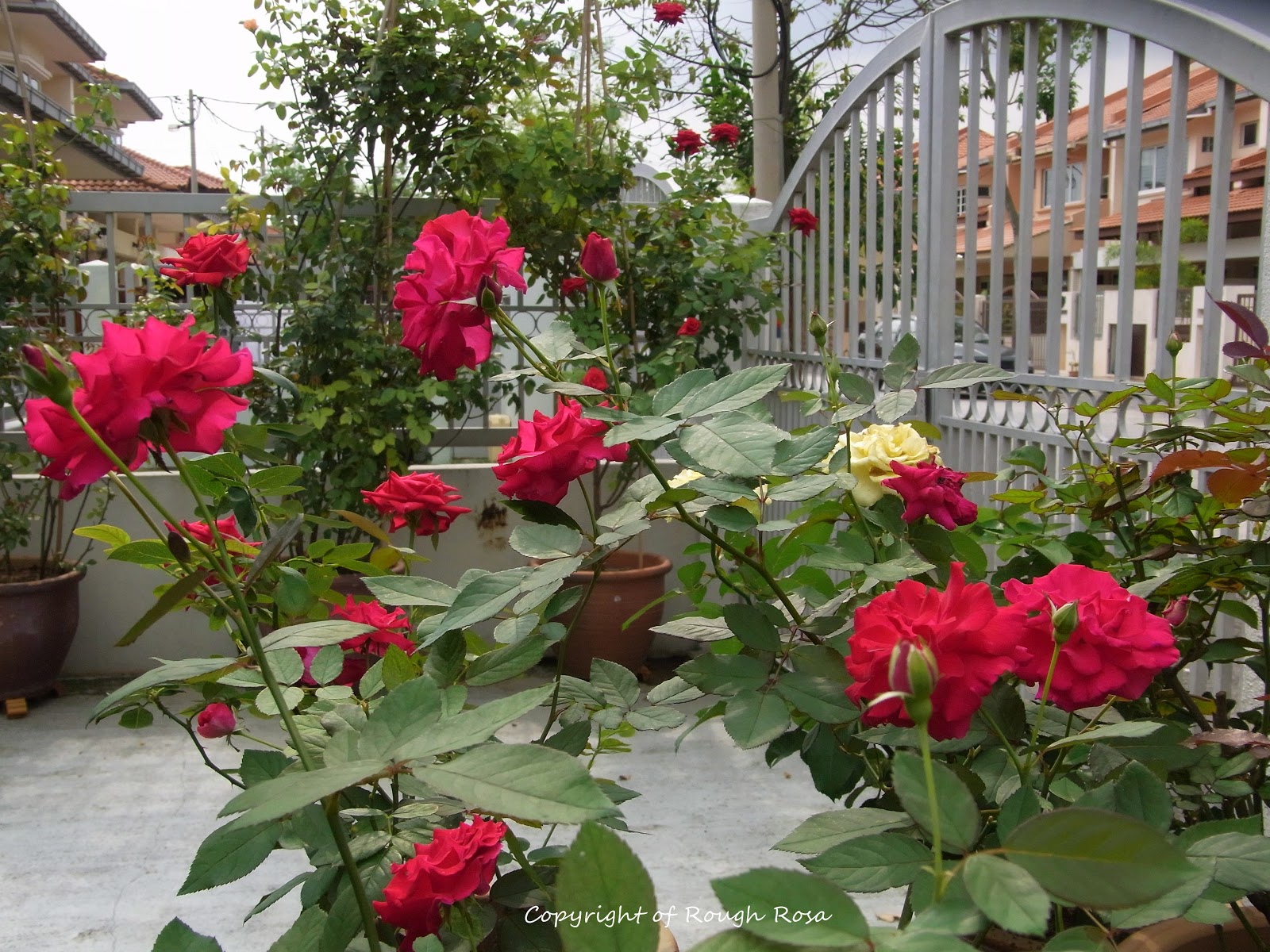 Rosa Sifu Si Pencinta Bunga  Mawar Red roses red roses 