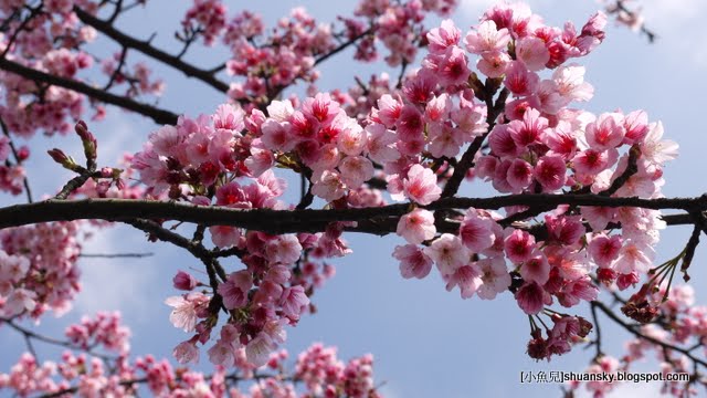 2011台北陽明山櫻花開