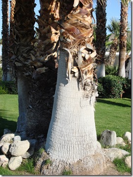 Palm Springs 3 119