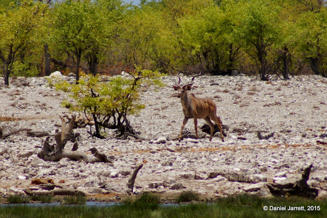 Kudu, Etosha National Park, Namibia