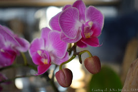 A Real Orchid photograph taken with close up shot and bright  lighting with  flash disabled