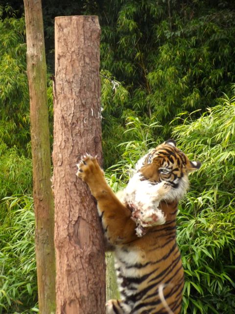 South Lakes Safari Zoo Sumatran tiger