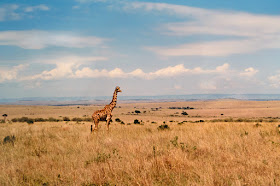 Une girafe dans la savane de Masaï Mara