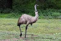 The Emu is the national bird of Australia - photo by Sheba