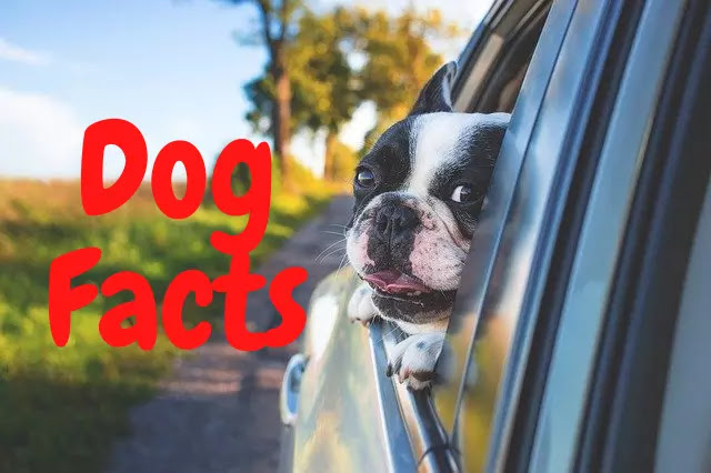 160 Amazing Facts About Dog in Hindi