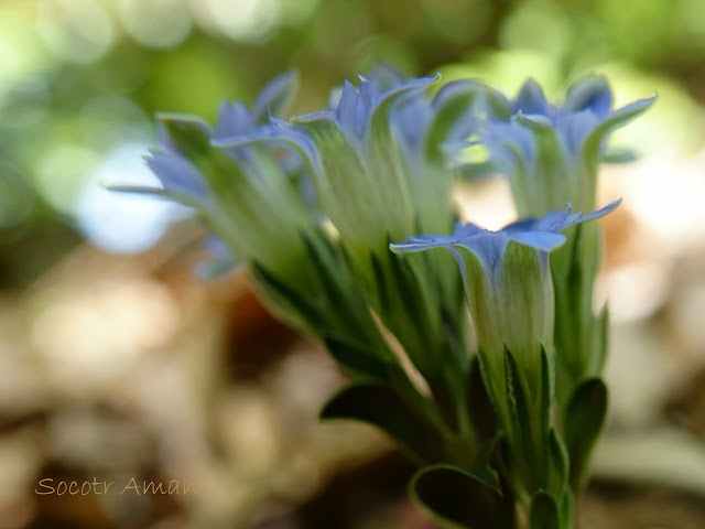 Gentiana zollingeri