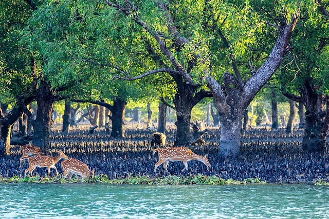  The Sundarbans 