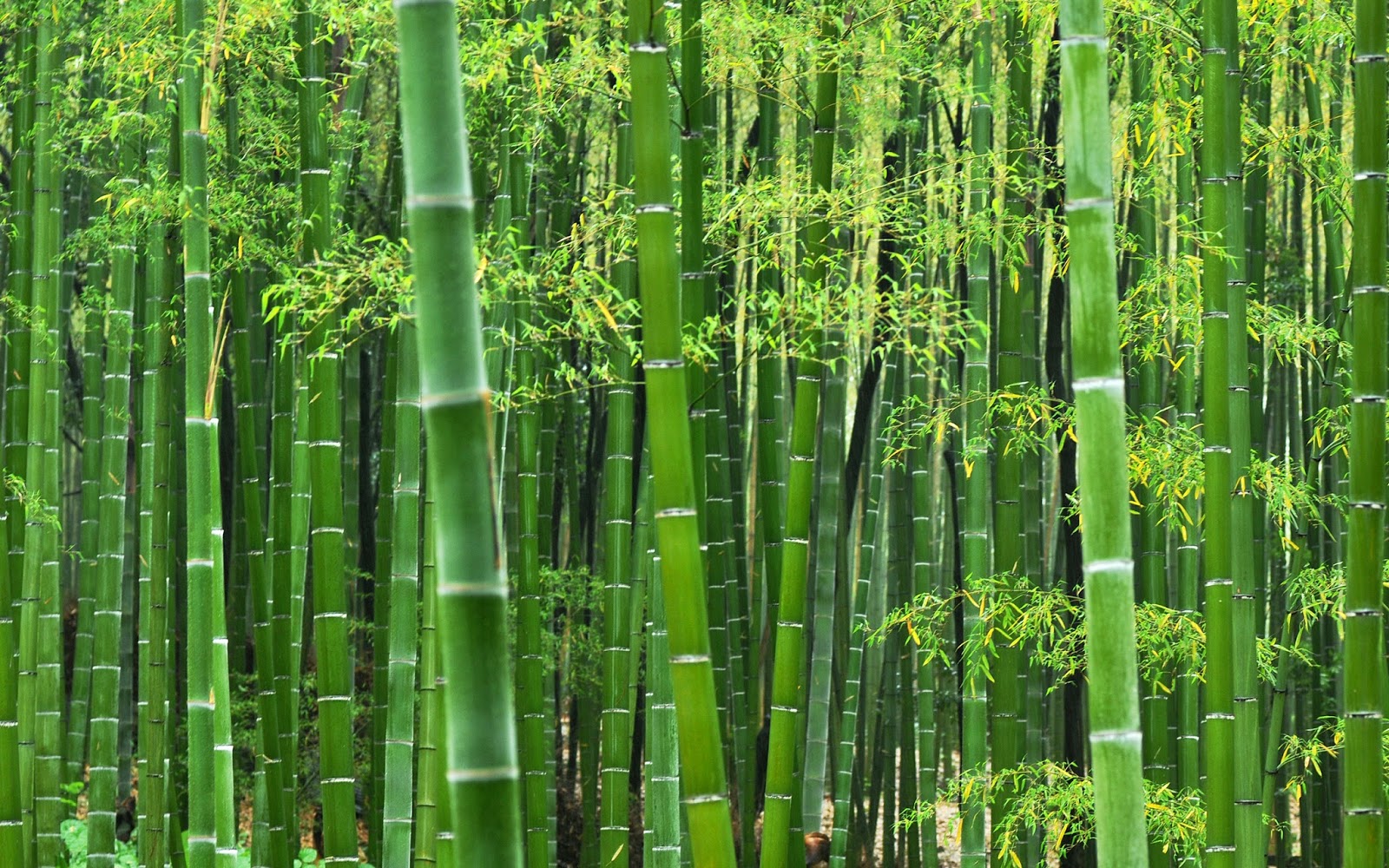 Jangan Sembarangan Tanam Bambu Di Pekarangan Rumah 