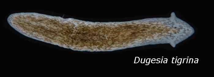 Filum Platyhelminthes : Pengertian, Ciri-ciri, Klasifikasi 